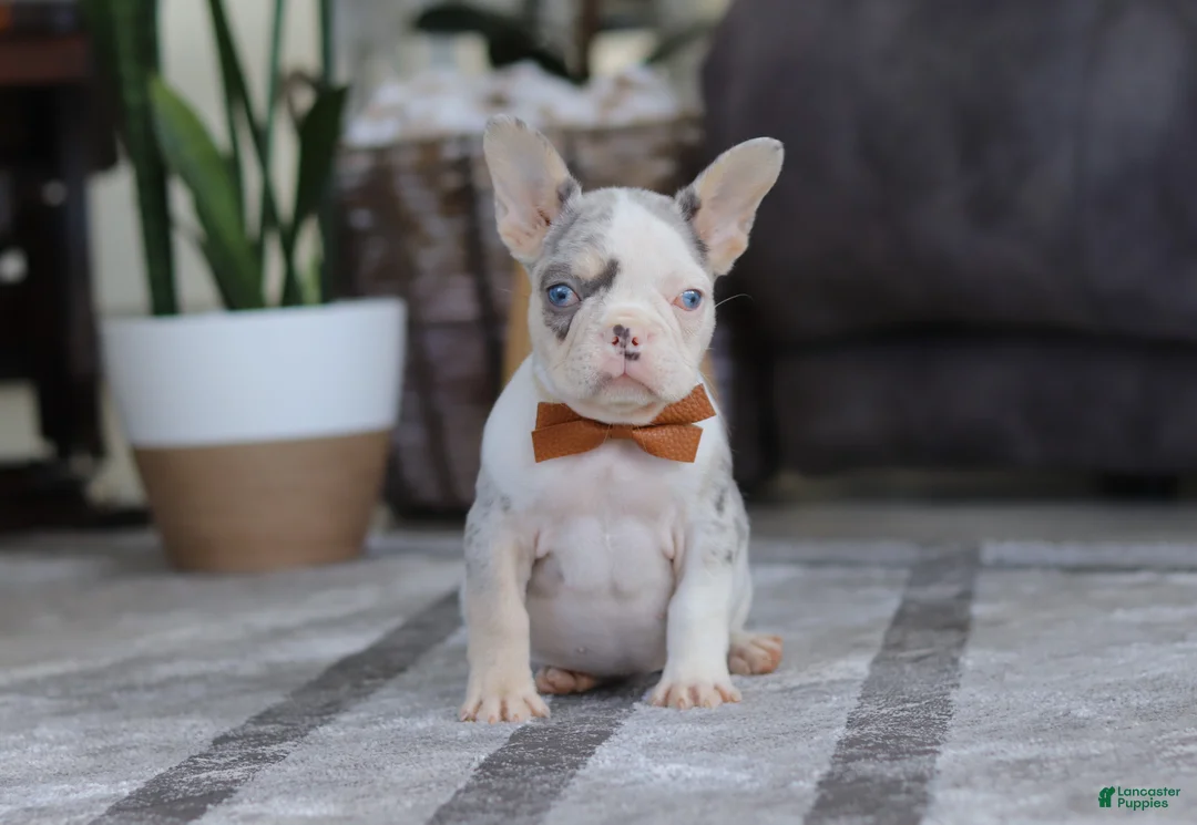 French Bulldog dogs for sale: Bella - Ad 2