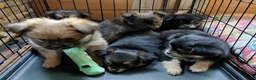 Mixed Breed dogs for sale: Paul Revere - Ad 6