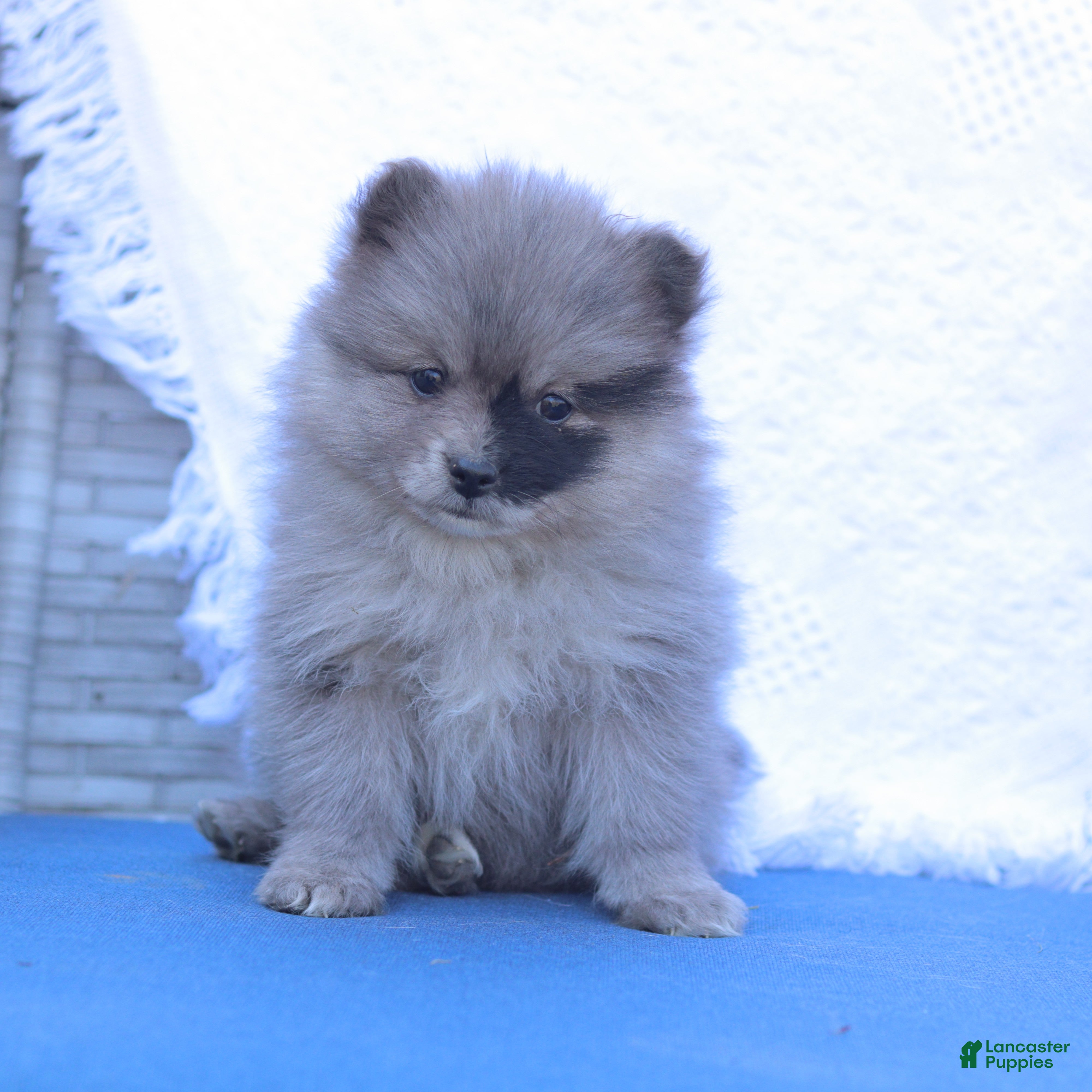 Pomeranian dogs Ava - Ad 1