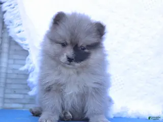 Pomeranian dogs for sale: Ava - Ad 1