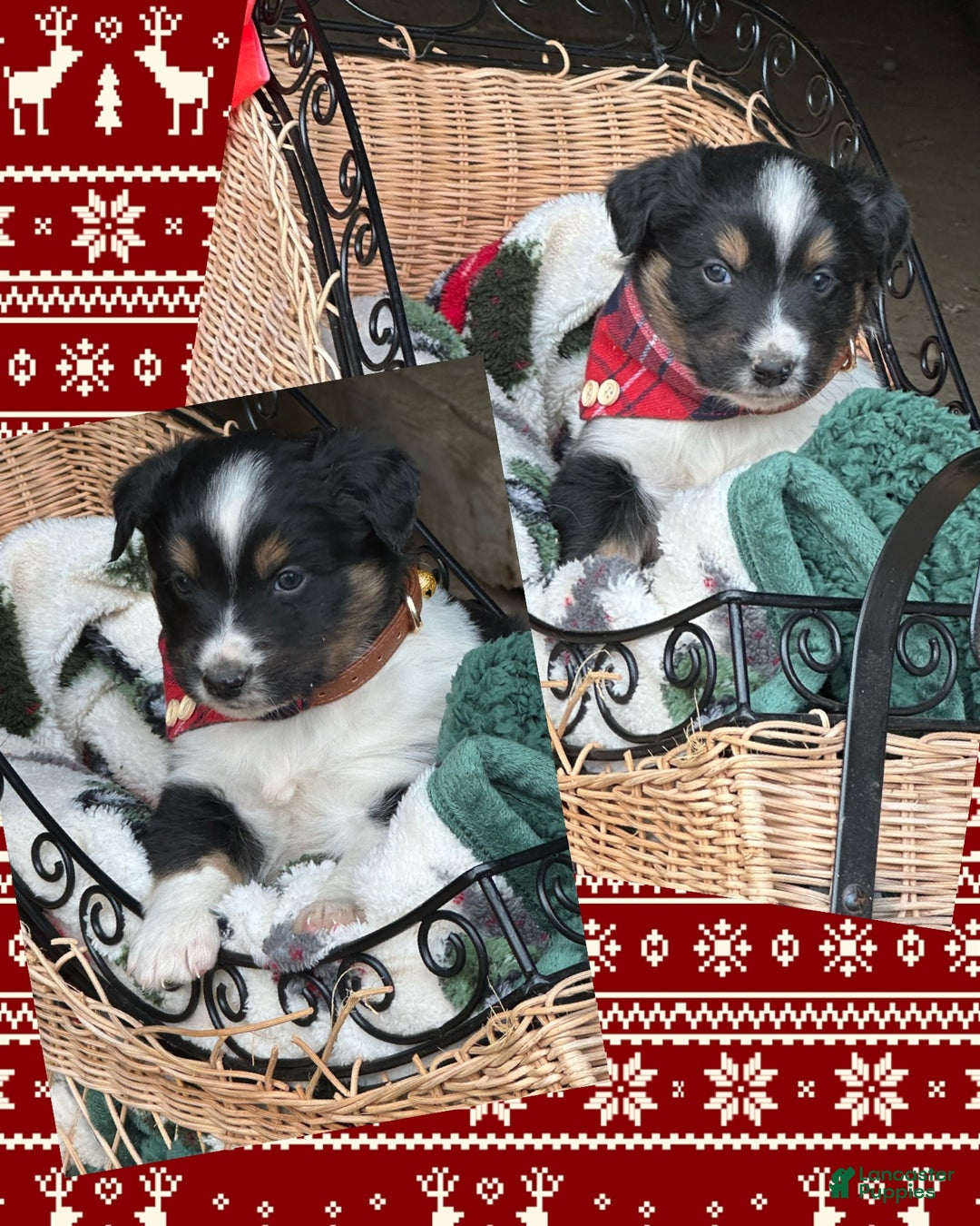 Miniature Australian Shepherd dogs for sale: Dasher - Ad 2