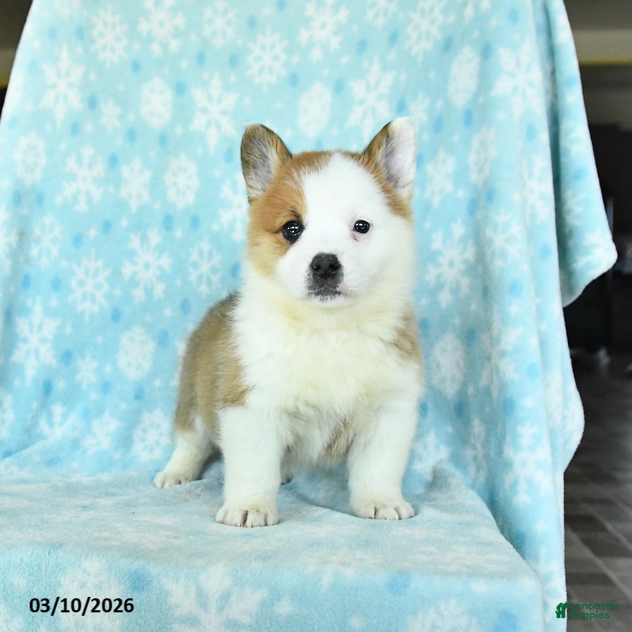 Welsh Corgi Pembroke dogs Charm  - Ad 1