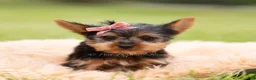 Yorkshire Terrier dogs for sale: Stella - Ad 5