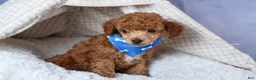 Toy Poodle dogs for sale: Tucker - Ad 4