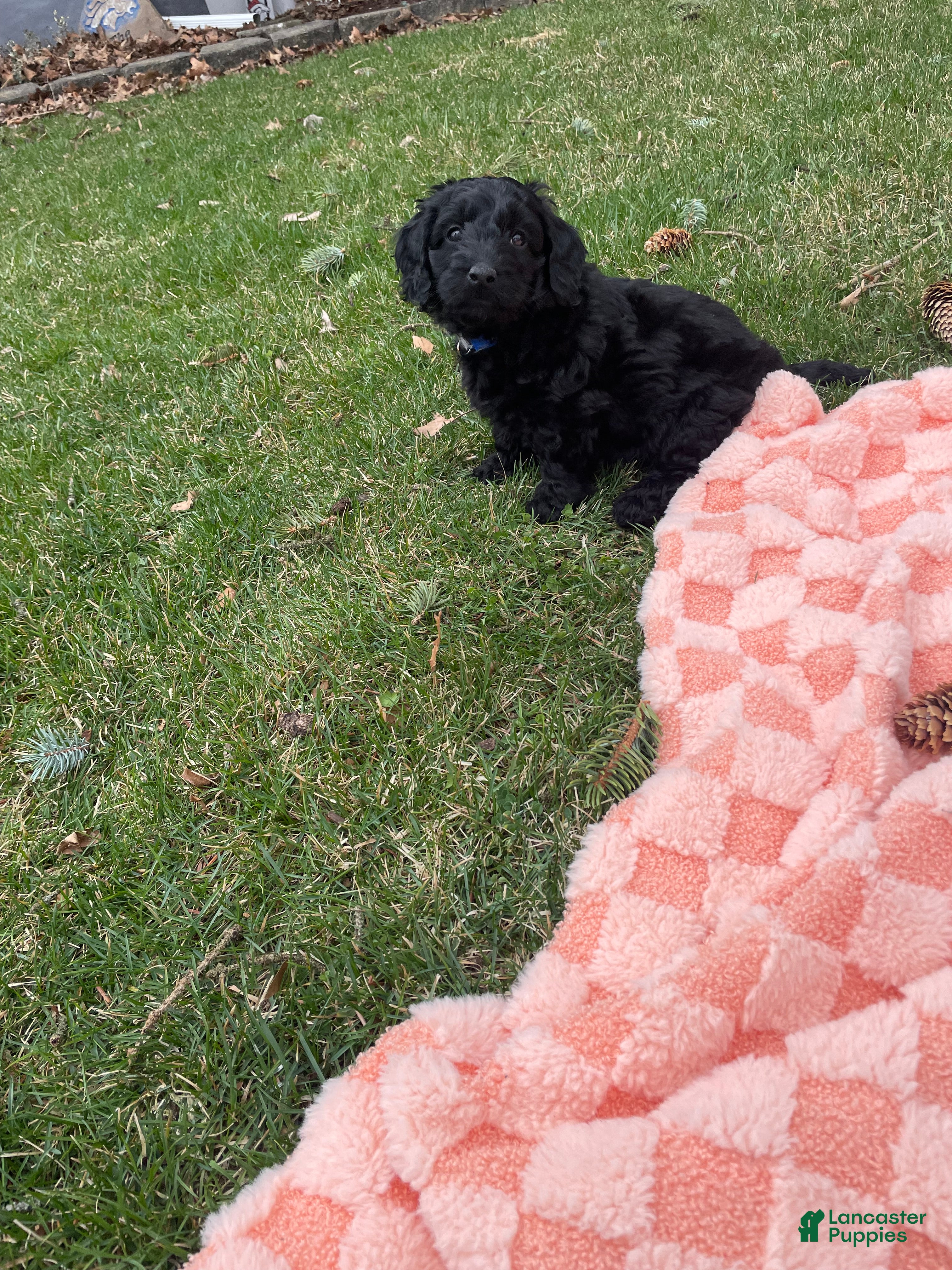 Labradoodle dogs Shadow - Ad 2