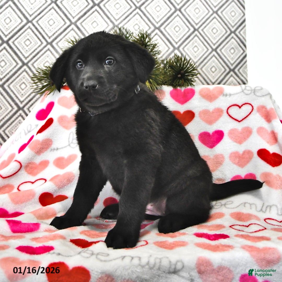 Mixed Breed dogs for sale: Lilly - Ad 2