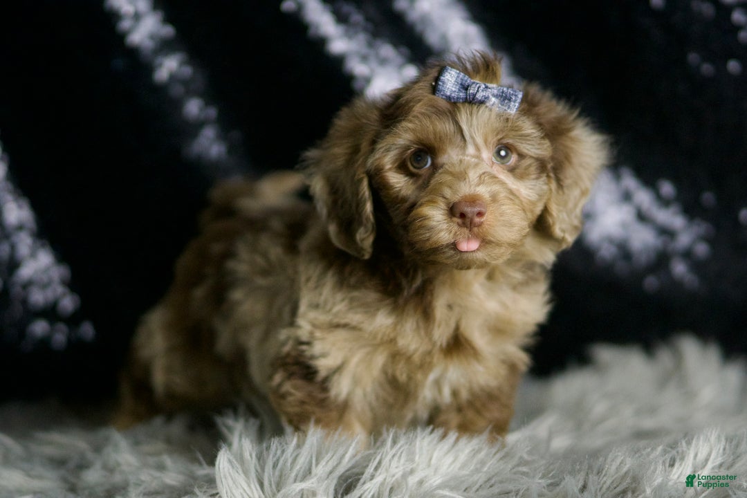 Yorkiepoo dogs for sale: Willy Wonka - Ad 3