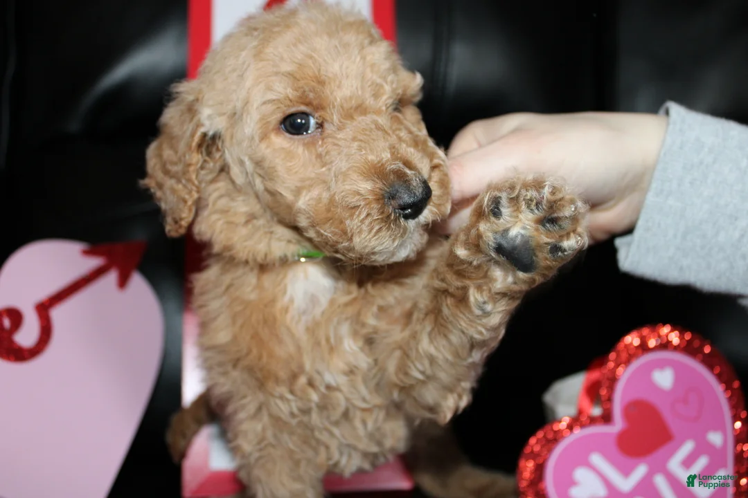 Standard Poodle dogs for sale: Rocky  - Ad 1