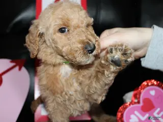 Standard Poodle dogs Rocky - Ad 12