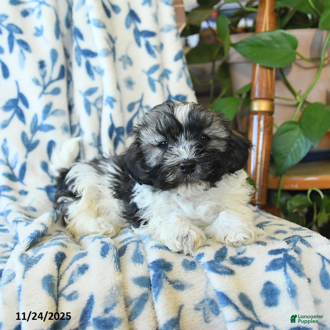 Havanese dogs for sale: Elsie - Ad 2