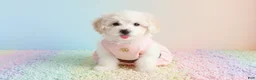 Maltipoo dogs for sale: ANGEL - Ad 1