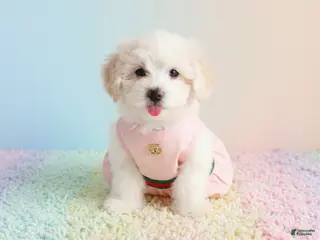 Maltipoo dogs ANGEL - Ad 1