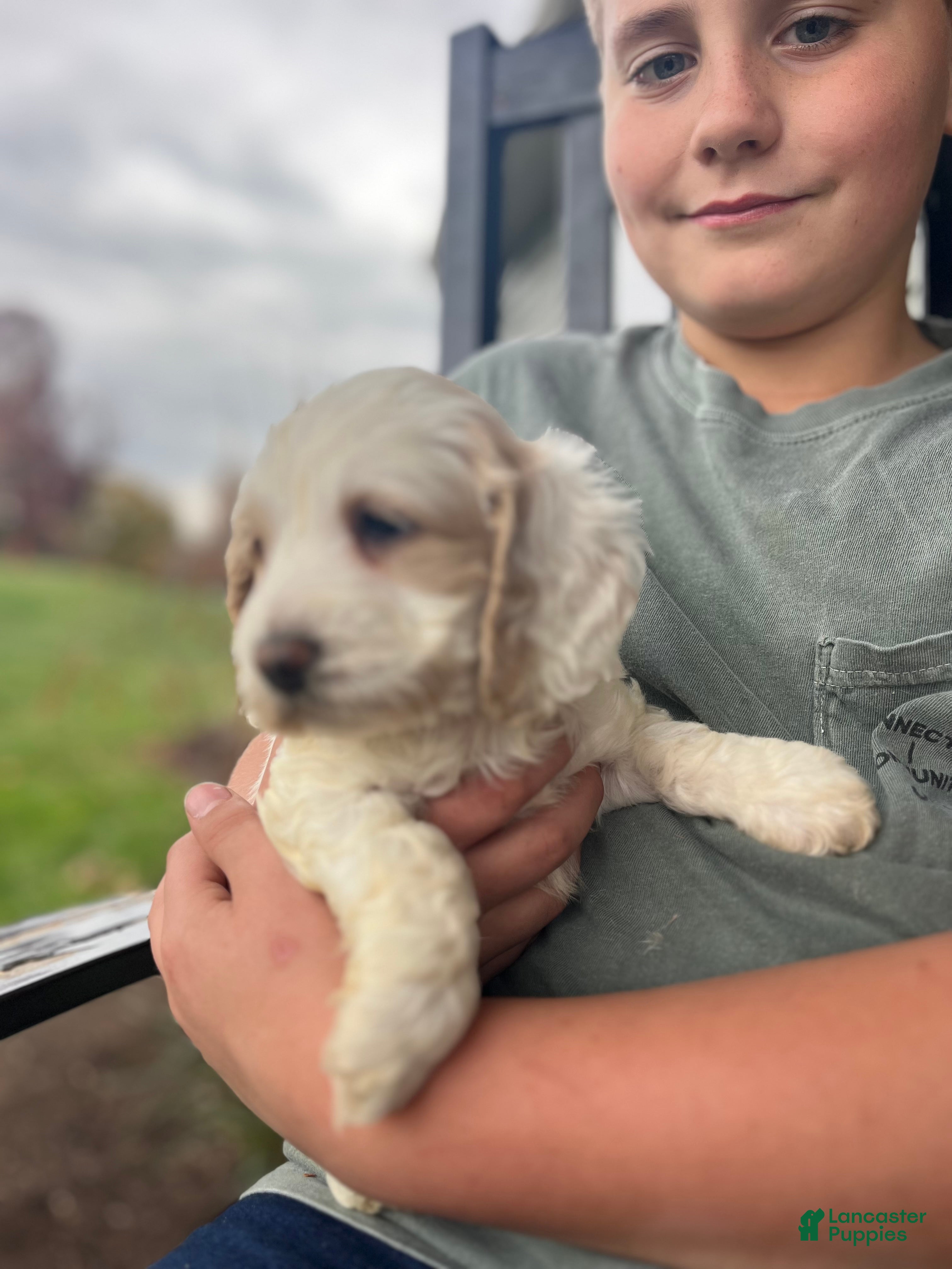 Cockapoo dogs Claus - Ad 13