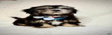 "Big boy" Shih Tzu Puppy 1