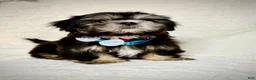 Shih Tzu dogs for sale: "Big boy" Shih Tzu Puppy 1 - Ad 1