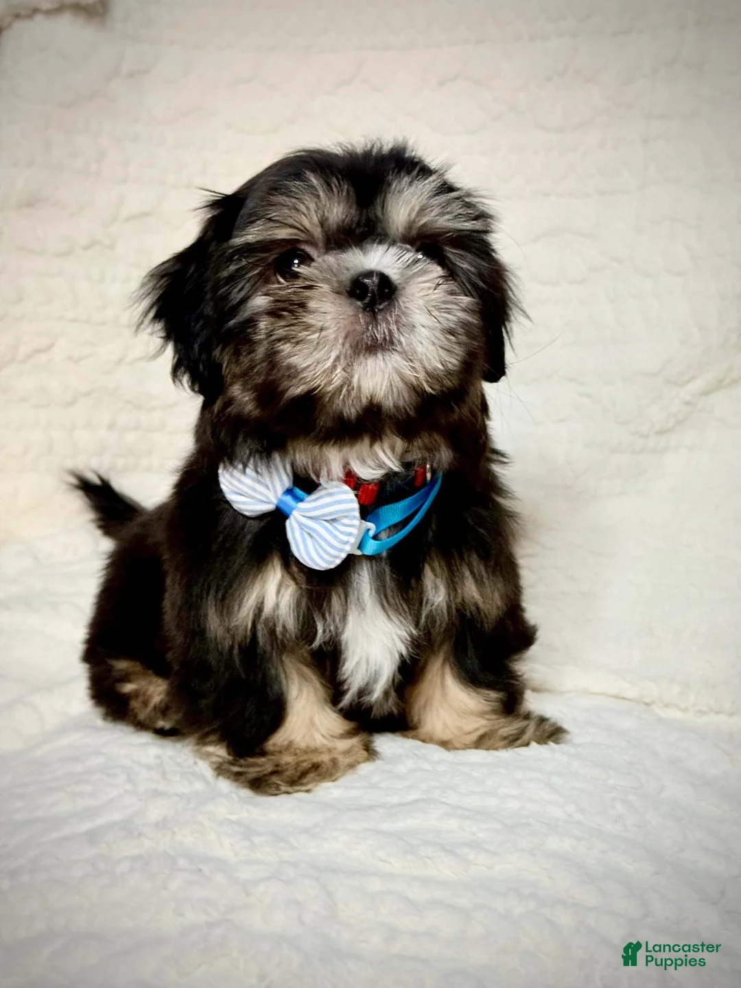 Shih Tzu dogs for sale: "Big boy" Shih Tzu Puppy 1 - Ad 1