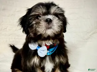 Shih Tzu dogs for sale: "Big boy" Shih Tzu Puppy 1 - Ad 1