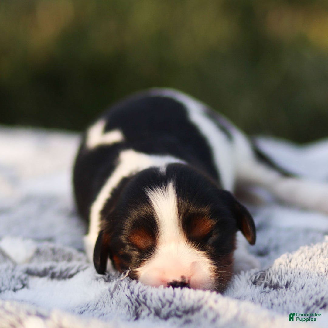 Cavalier King Charles Spaniel dogs for sale: Lucien - Ad 1