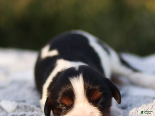 Cavalier King Charles Spaniel dogs Lucien - Ad 35