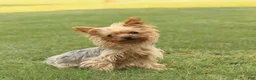 Yorkshire Terrier dogs for sale: Toby - Ad 6