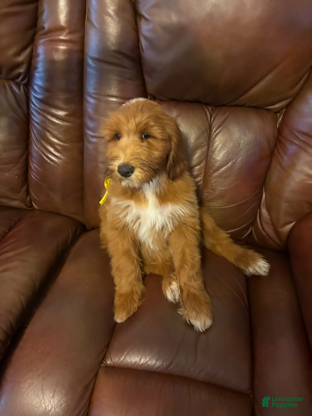 Goldendoodle dogs for sale: Goldendoodle 1 - Ad 1