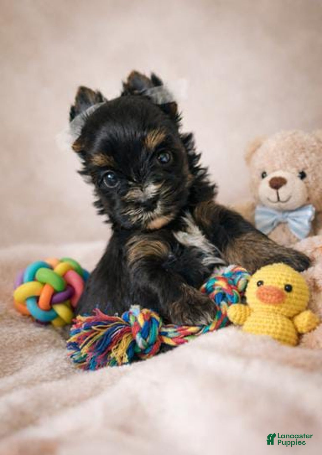 Yorkshire Terrier dogs for sale: Gucio - Ad 1