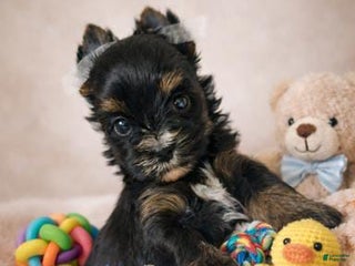 Yorkshire Terrier dogs Gucio - Ad 18