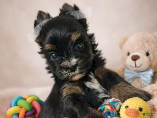 Yorkshire Terrier dogs Gucio - Ad 15