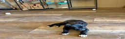 Cane Corso dogs for sale: Juice - Ad 3