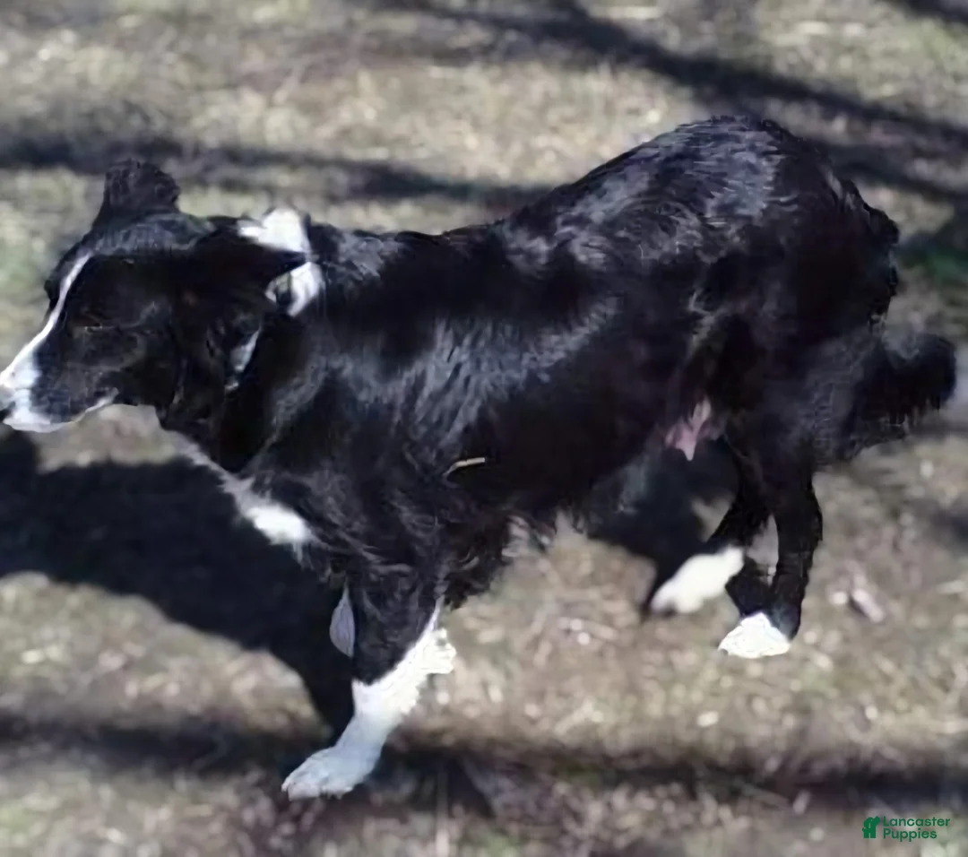 Border Collie dogs for sale: Quaker - Ad 7