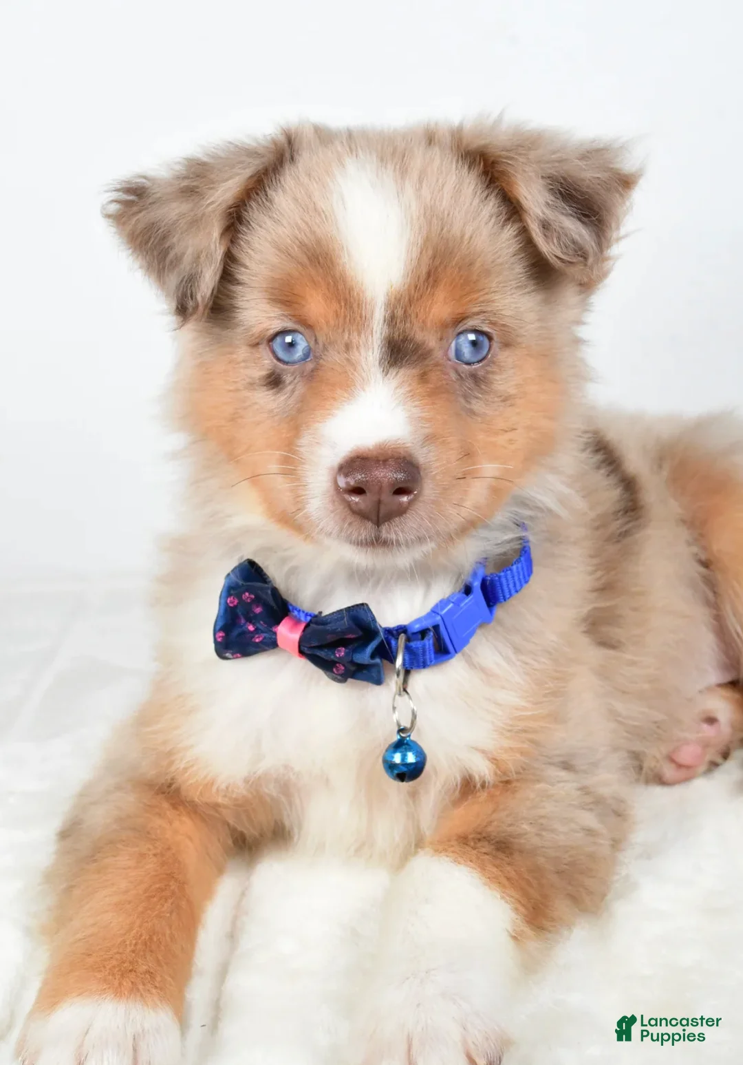 Miniature Australian Shepherd dogs for sale: Patrick - Ad 5