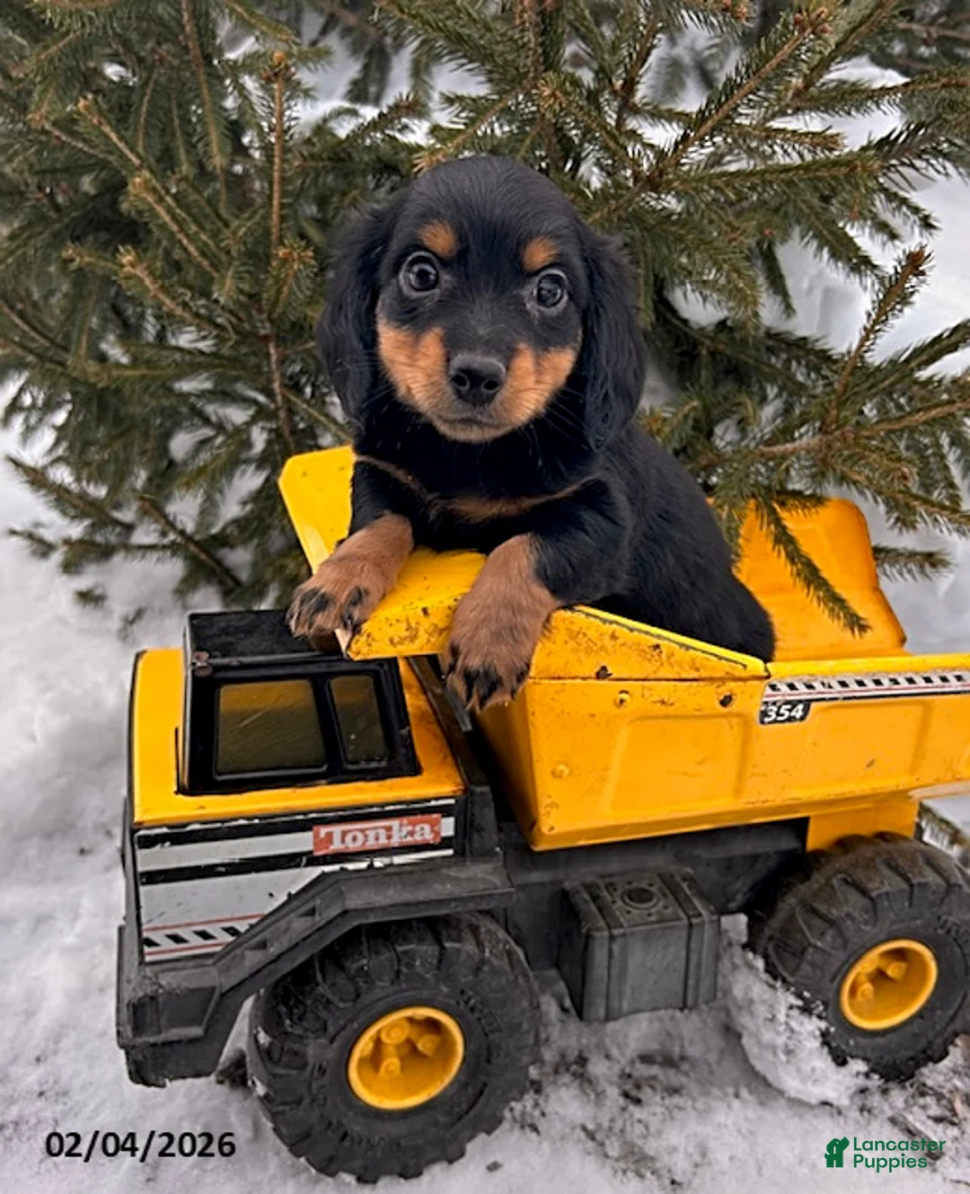 Miniature Dachshund dogs for sale: Mason - Ad 1