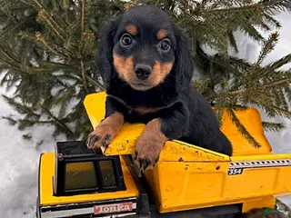 Miniature Dachshund dogs Mason - Ad 36