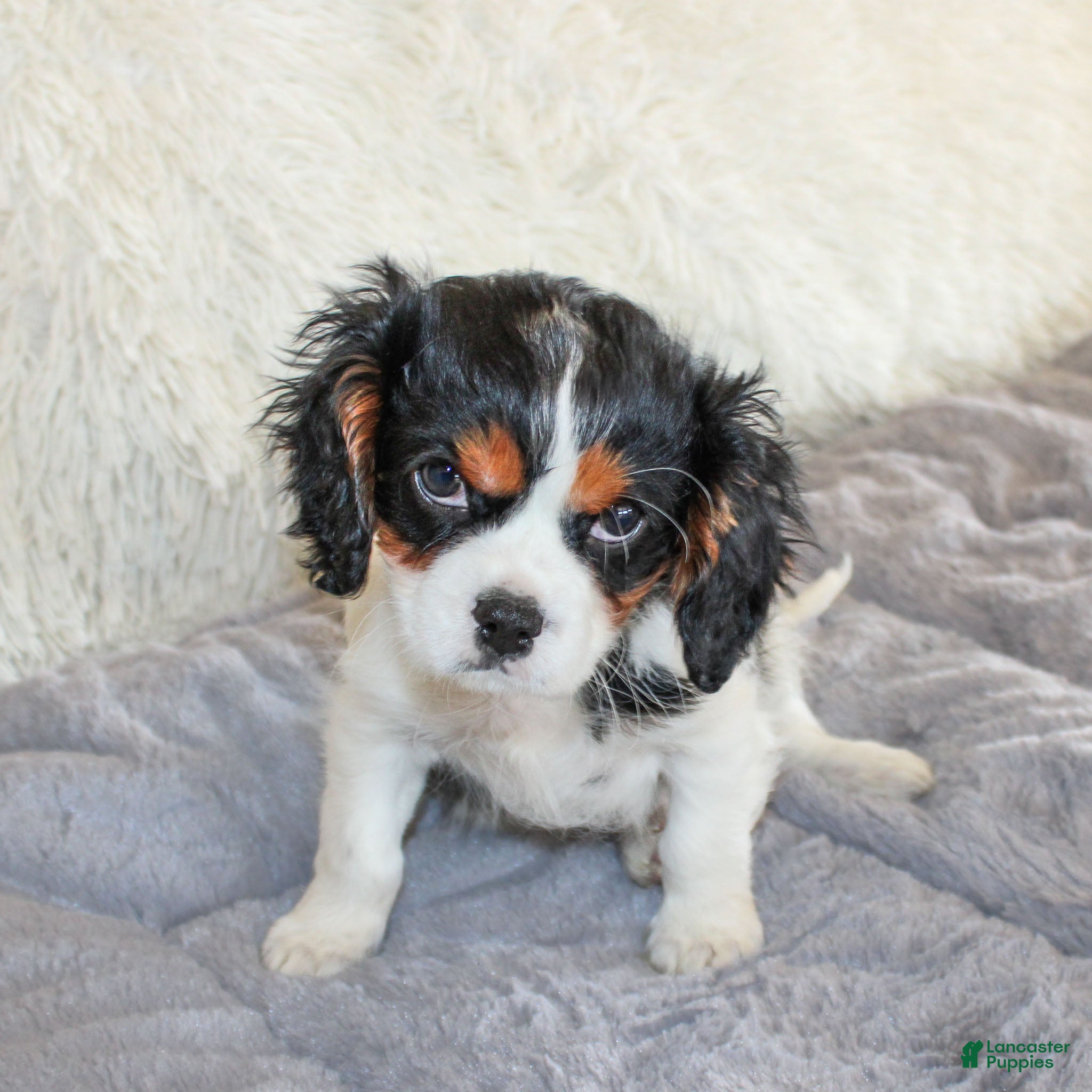 Cavalier King Charles Spaniel dogs Joey  - Ad 2