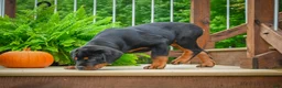 Rottweiler dogs for sale:  Sasha 🐾 - Ad 7