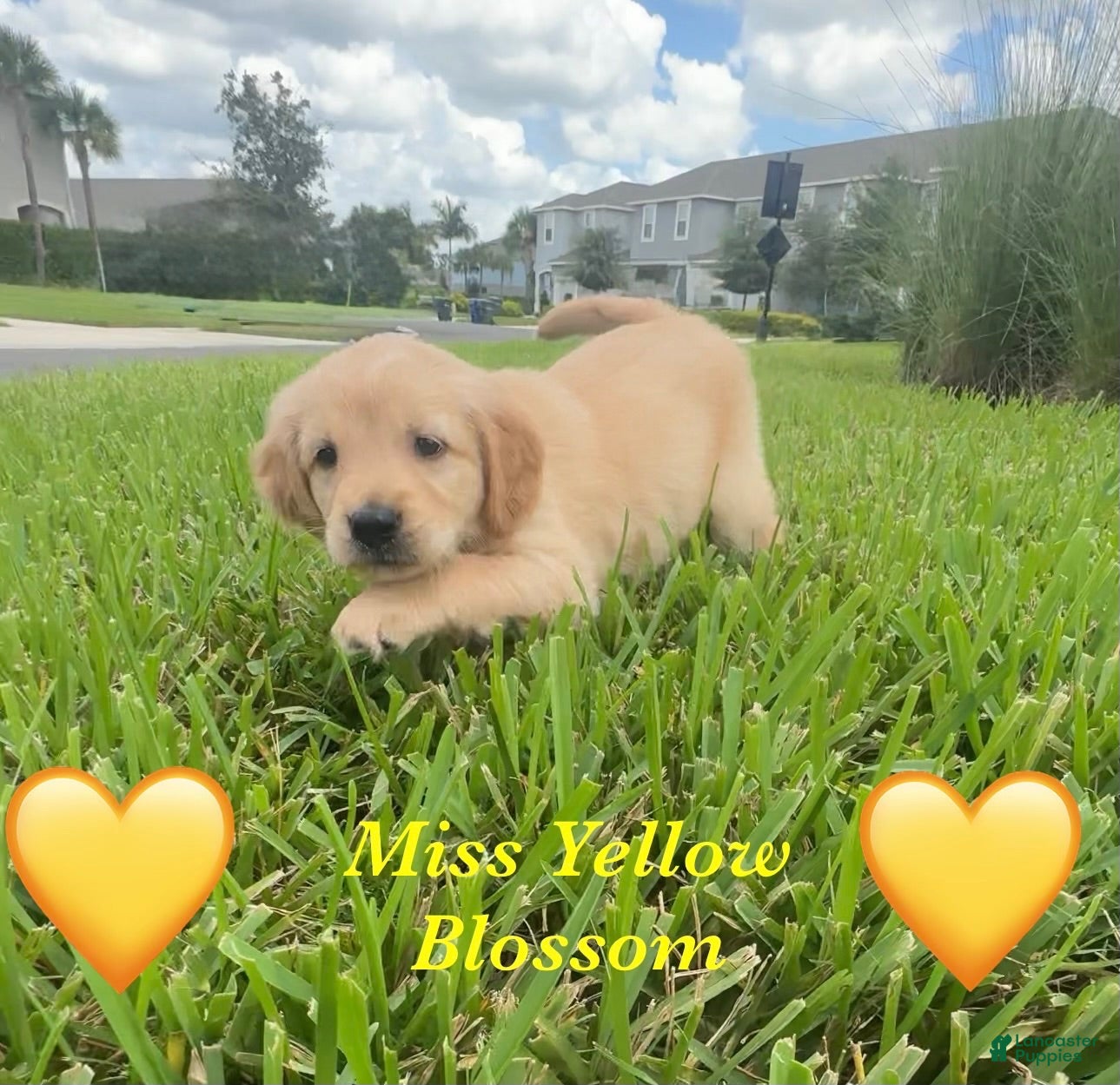 Golden Retriever dogs Golden Retriever Blossom  - Ad 18
