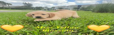 Golden Retriever Blossom 