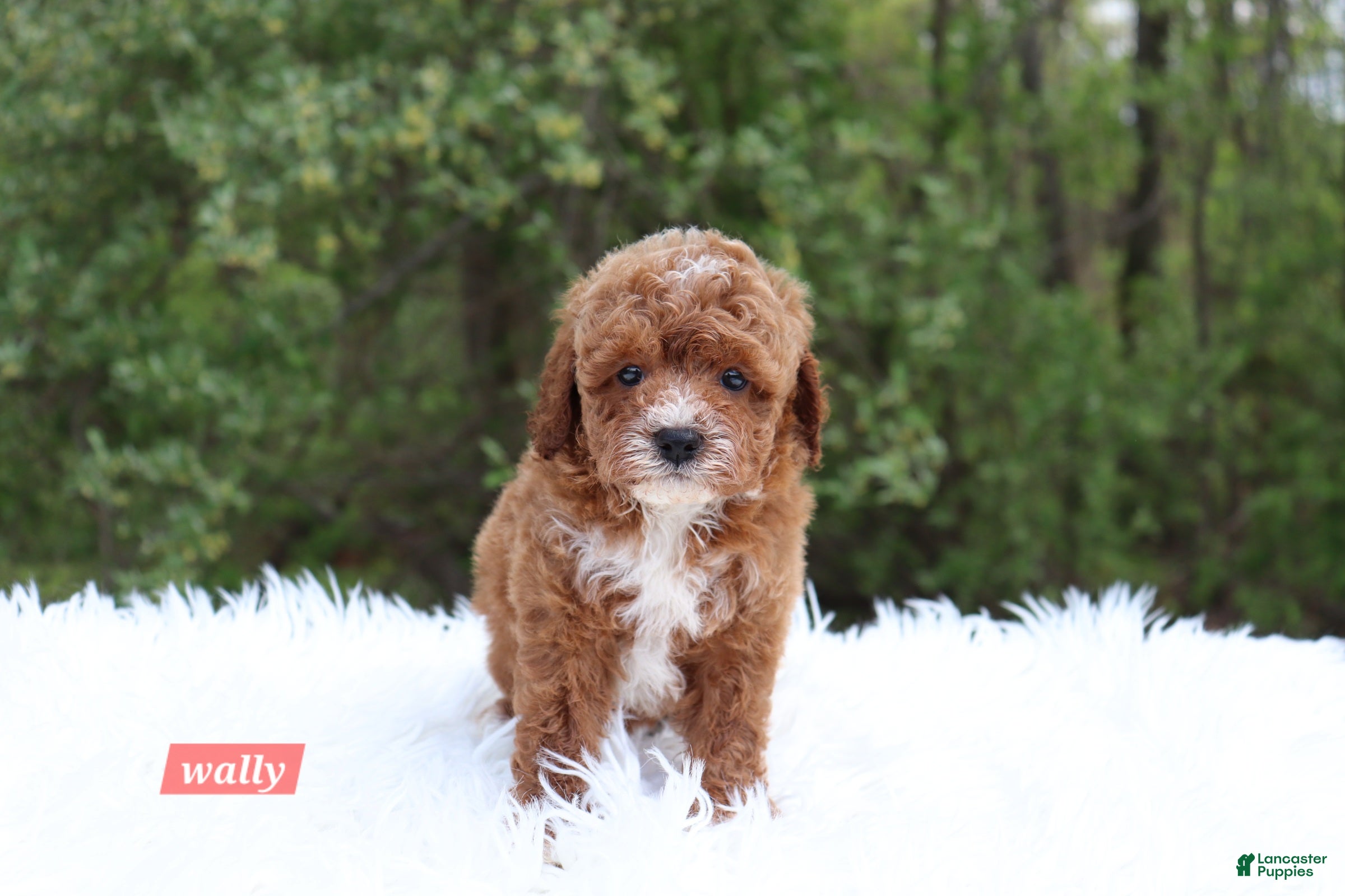 Cavapoo dogs for sale: Wally - Ad 2