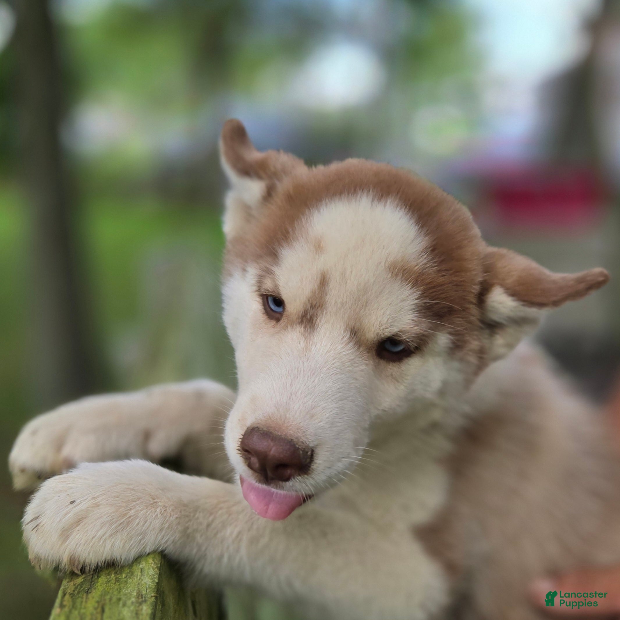 Siberian Husky dogs Riley - Ad 2
