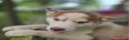 Siberian Husky dogs for sale: Riley - Ad 2