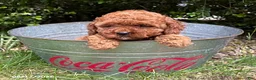 Cockapoo dogs for sale: Zoey - Ad 3