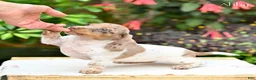 Miniature Dachshund dogs for sale: Abby - Ad 5