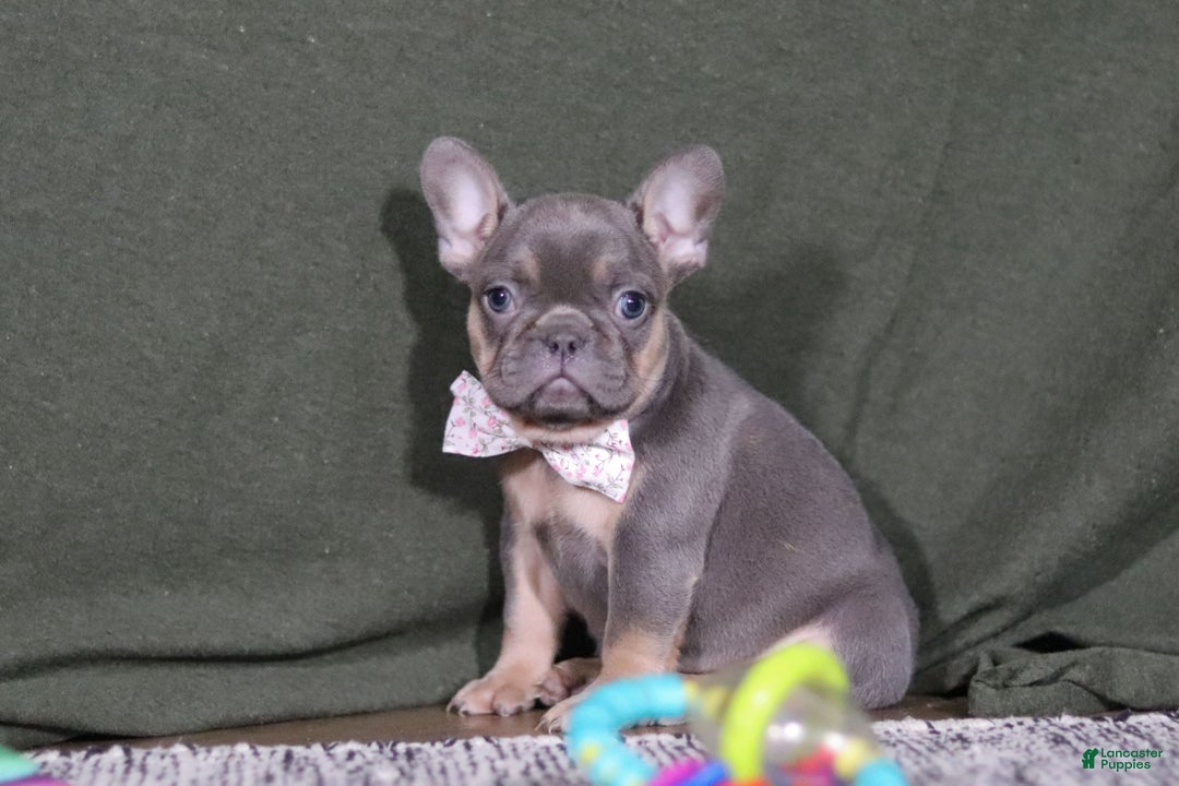 French Bulldog dogs for sale: Navy - Ad 5