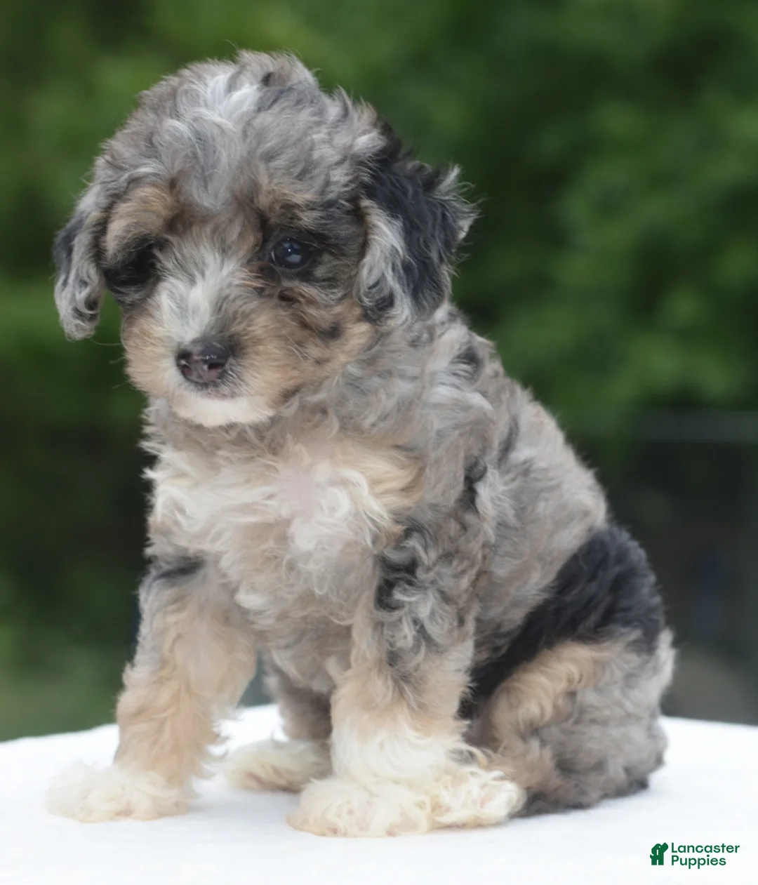 Toy Poodle dogs for sale: Dixie  - Ad 1
