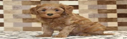 Cavapoo dogs for sale: Oscar - Ad 4