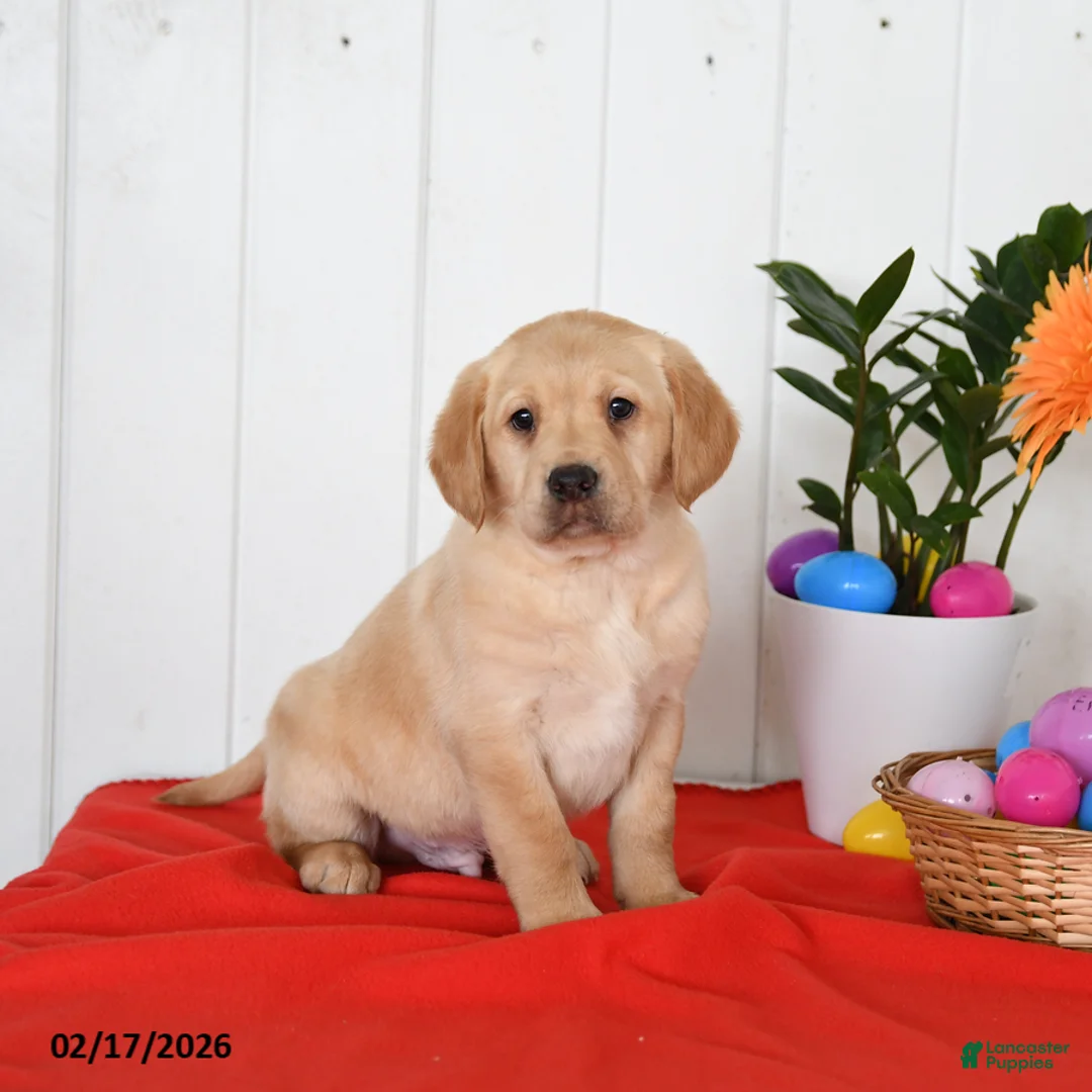 Goldador dogs for sale: Klifford - Ad 4