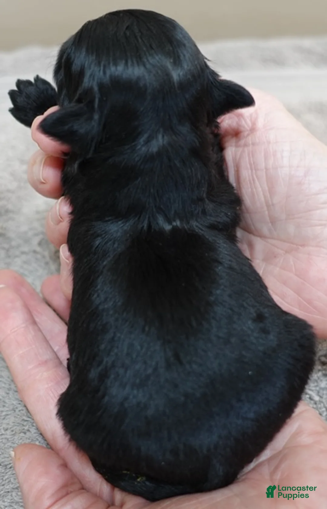 Maltipoo dogs for sale: Harlan - Ad 7