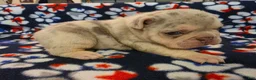 French Bulldog dogs for sale: Prince Naveen - Ad 2