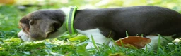 Beagle dogs for sale: Maverick  - Ad 6