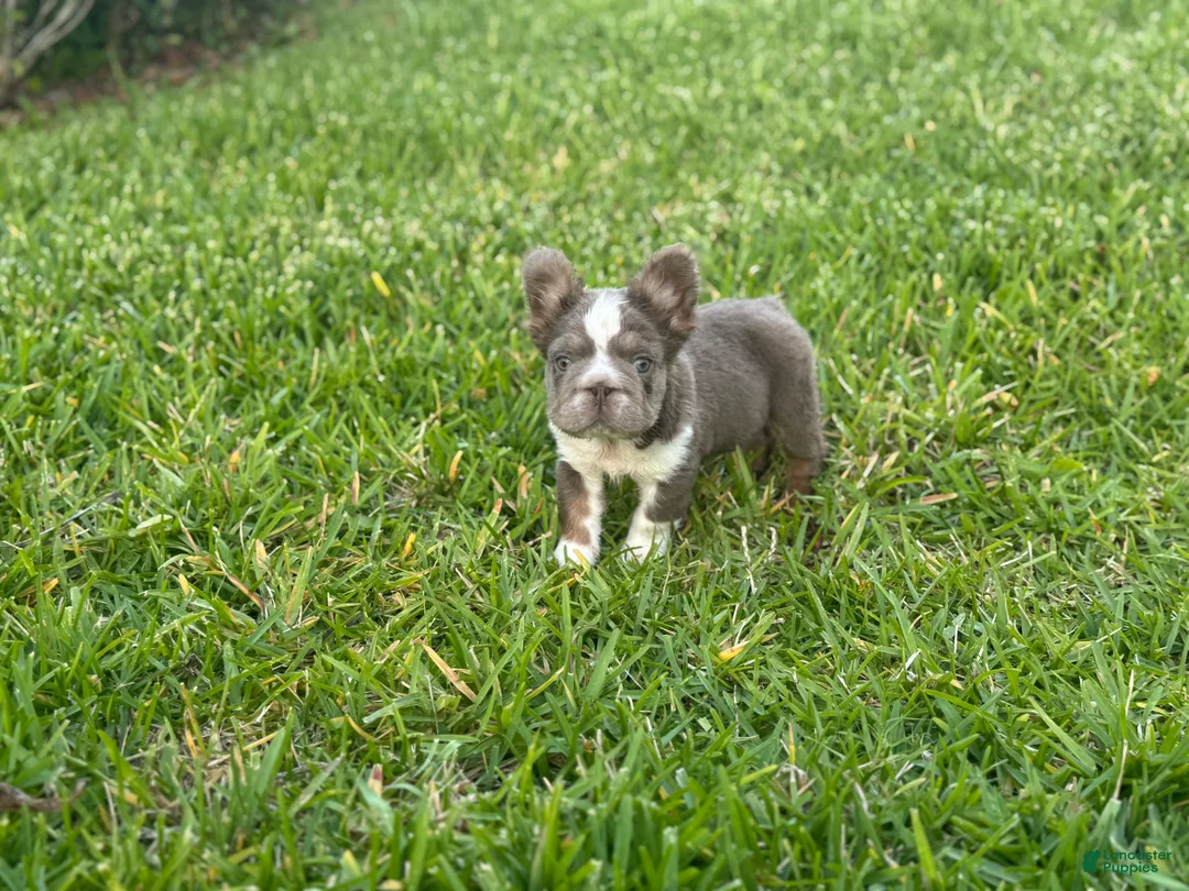 French Bulldog dogs for sale: Biscuit  - Ad 2